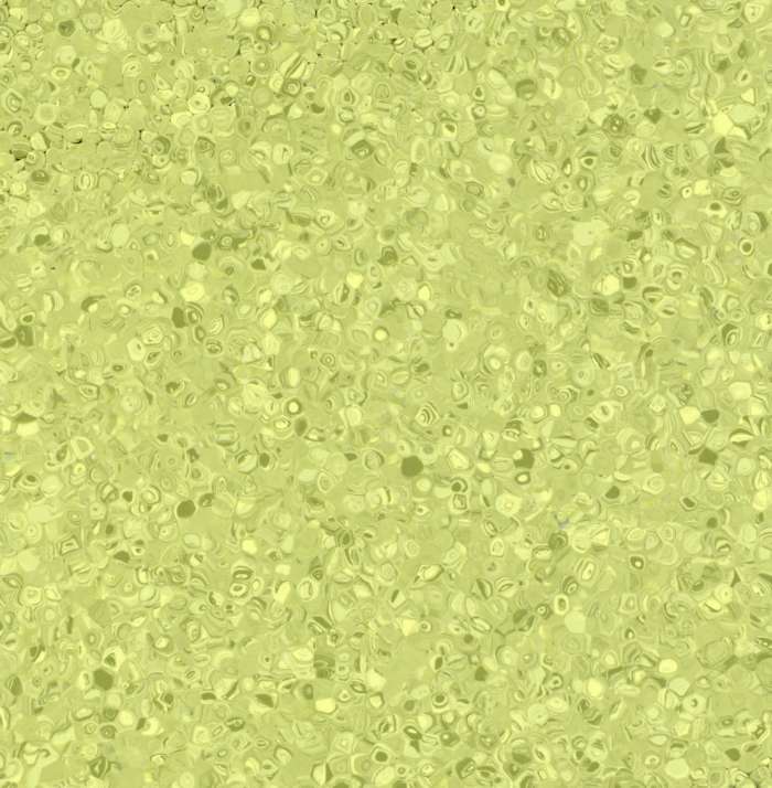 Fortis Kiwi